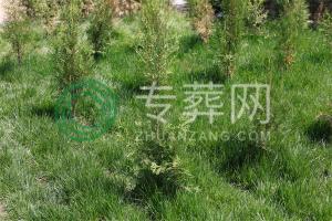 北京昌平区华夏陵园环境及墓型形式探析